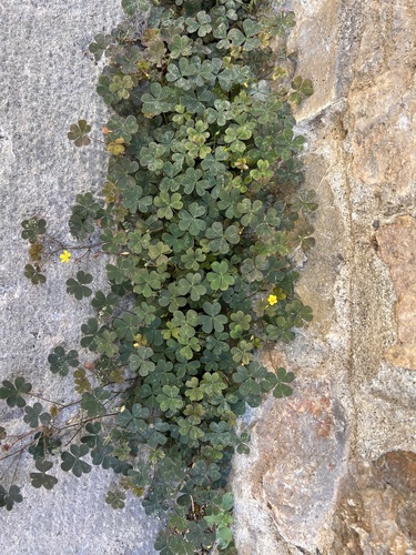 Creeping Woodsorrel
