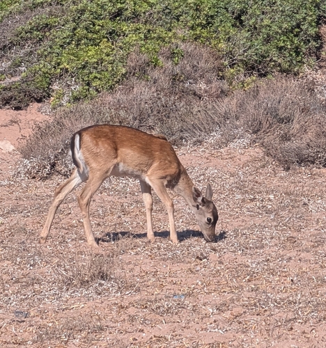 European Fallow Deer