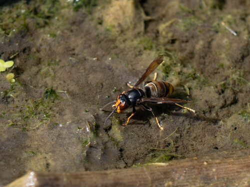 Yellow-legged Hornet