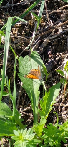 Large Copper