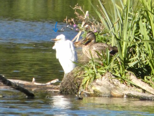 Western Cattle-Egret