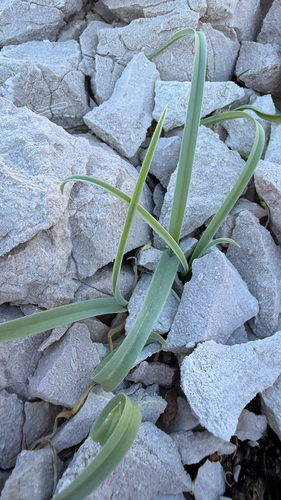 Allium commutatum