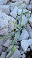 Allium commutatum