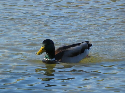 Mallard