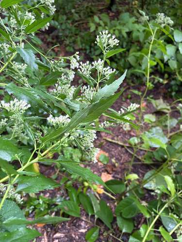 late boneset