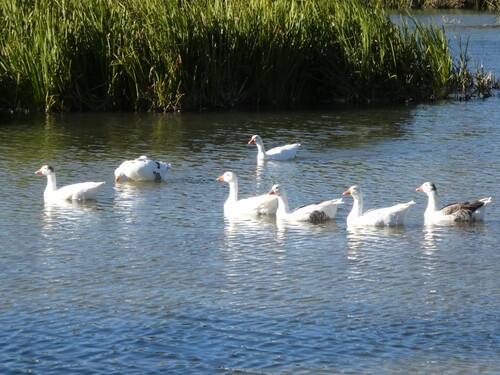 Greylag Goose