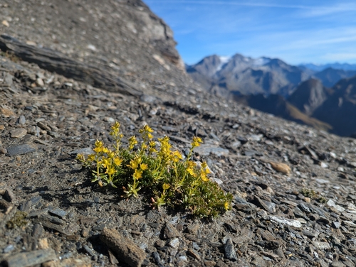Saxifraga aizoides, photograph 6