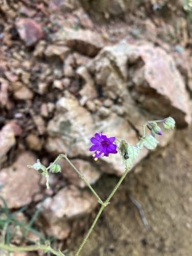 Narrowleaf Four o'Clock