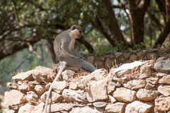 Chlorocebus aethiops