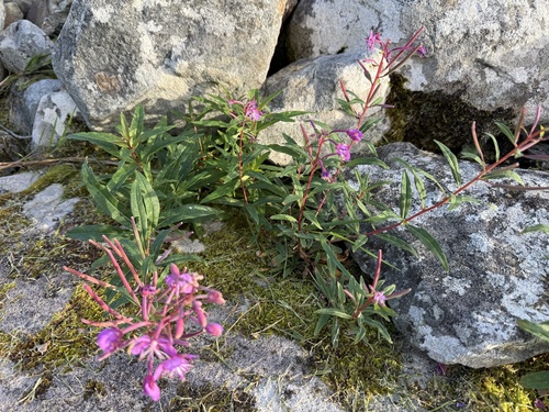 fireweed