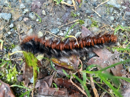 Fox Moth