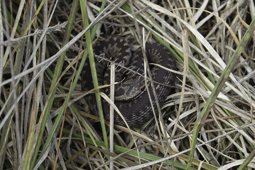 Adder