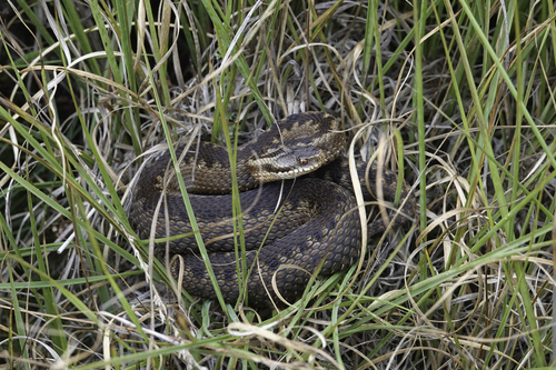 Adder