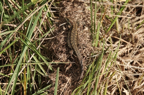 Viviparous Lizard