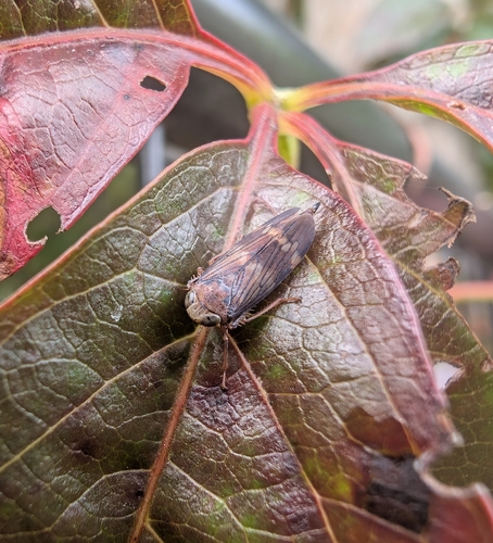 Coppery Leafhopper