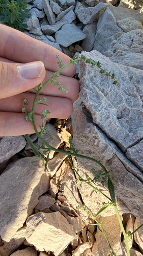 Atriplex prostrata, photograph 5
