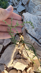 Atriplex prostrata, photograph (c) mycoroco, some rights reserved (CC BY)