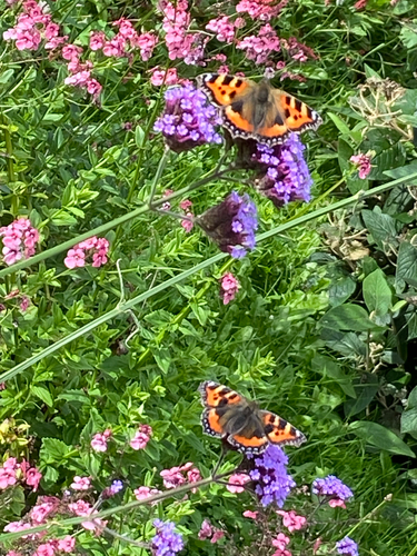 Small Tortoiseshell