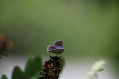 Echinargus isola