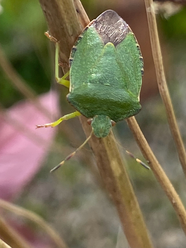 Green Shield Bug