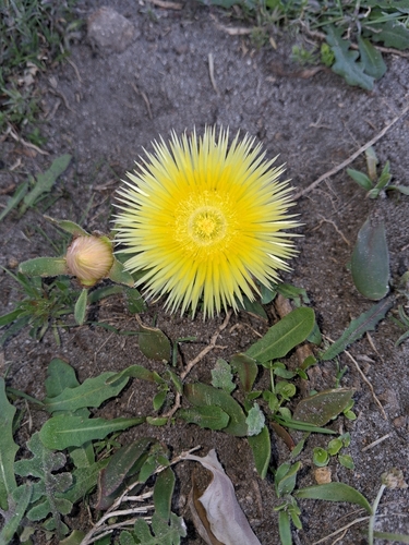 Carpanthea pomeridiana