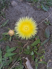 Carpanthea pomeridiana