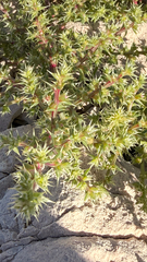 Salsola kali, photograph (c) mycoroco, some rights reserved (CC BY)