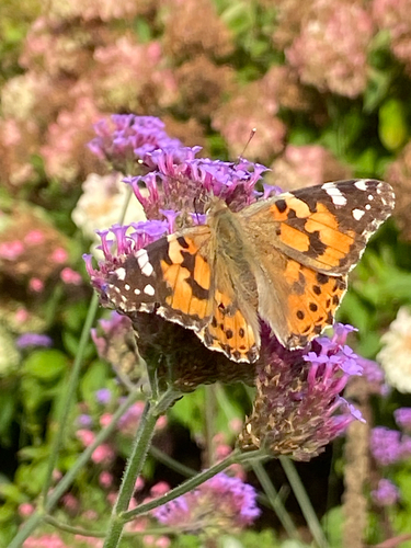 Painted Lady