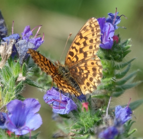 Weaver's Fritillary