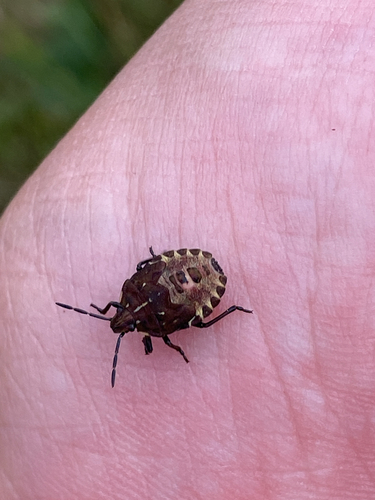 Black-shouldered Shieldbug