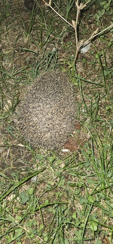 Common Hedgehog