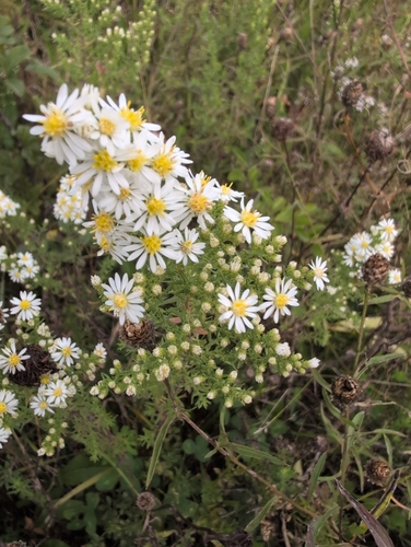 heath aster