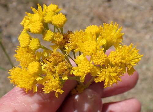 threadleaf groundsel