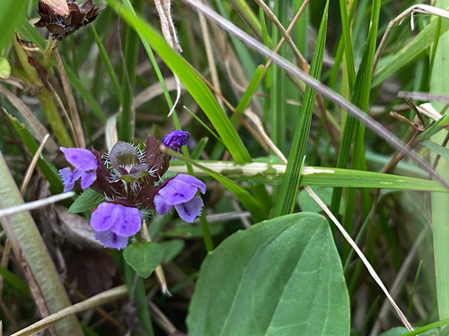 common selfheal