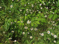 Astranthium ciliatum