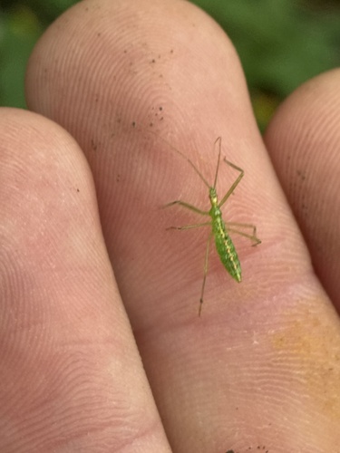 Pale Green Assassin Bug