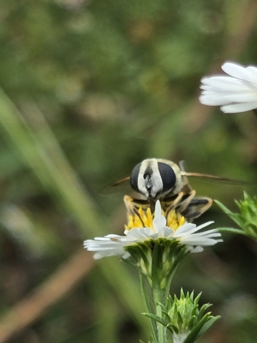 Yellow-shouldered Drone Fly