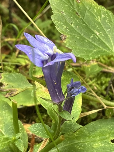 great blue lobelia