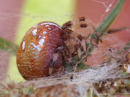Four-spot Orbweaver
