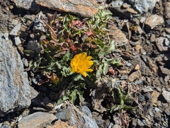 Scorzoneroides montana