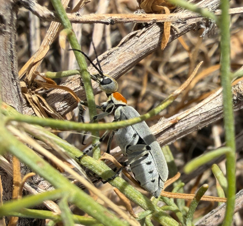 Orange-necked Blister Beetle