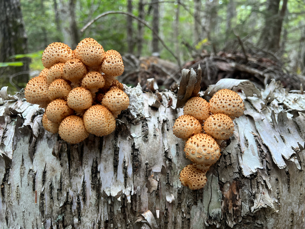 Sharp-scaly Pholiota · September 2026 · photo: Photo: (c) Ian Manning, some rights reserved (CC BY) · iNaturalist