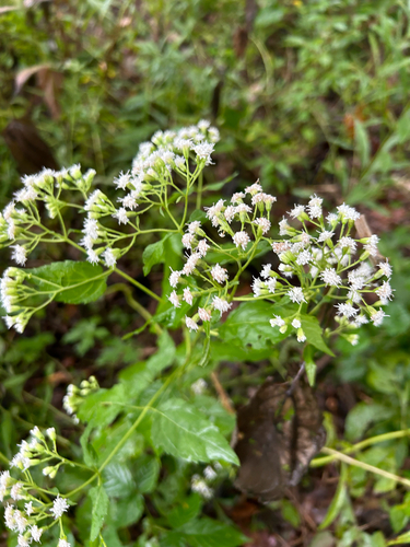 white snakeroot