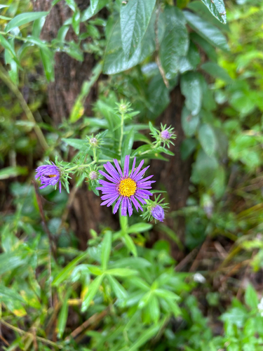 New England aster