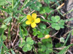 Oxalis exilis, photograph (c) olmagon, some rights reserved (CC BY)