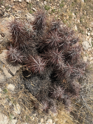 Echinocereus engelmannii engelmannii