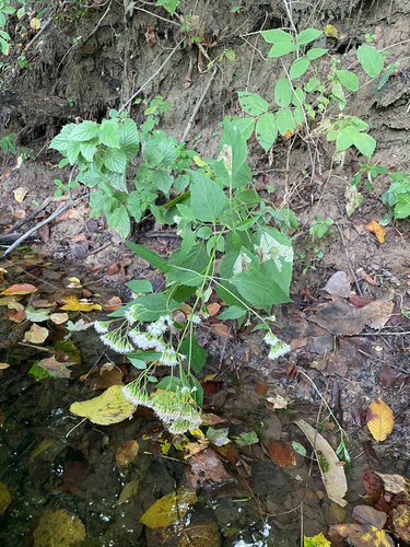 white snakeroot