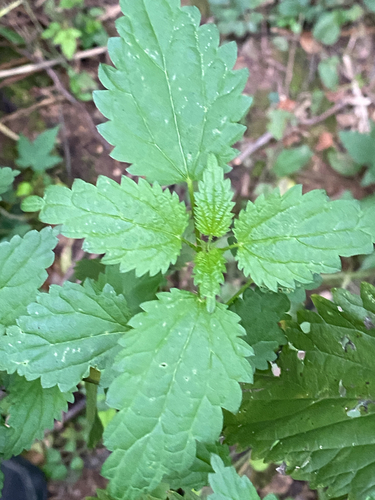great stinging nettle