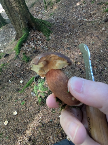 Bay Bolete