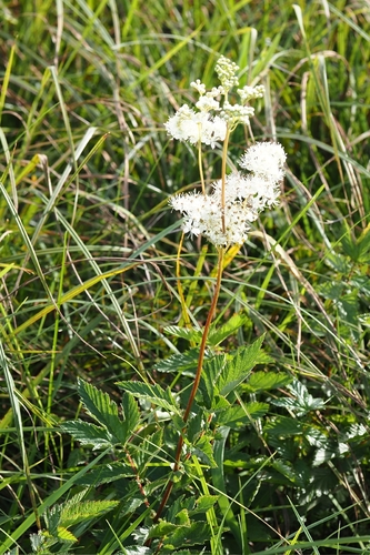 Meadowsweet